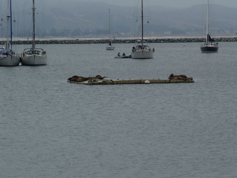 Sea lion dock ...