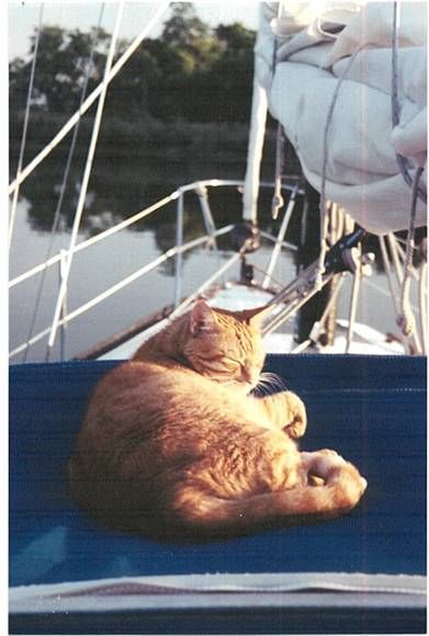 Priscilla<BR>John & Prtricia Hamlet<BR><I>Charisma</I><BR>Rock Hall, MD<BR>Another I-36 sailor on anchor watch. <BR> We had to replace our dodger<BR> because of this cats naps.