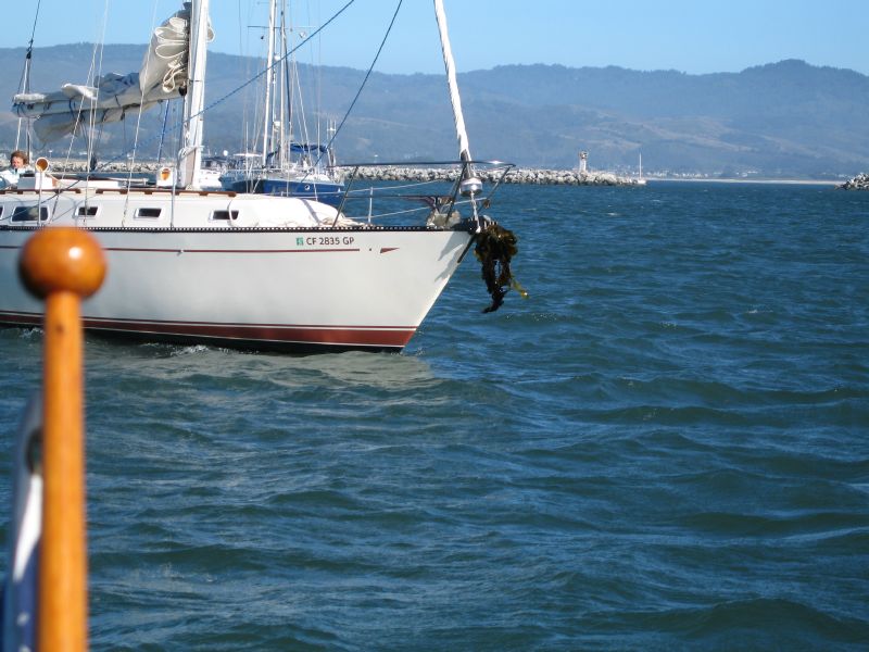 Others catch kelp
