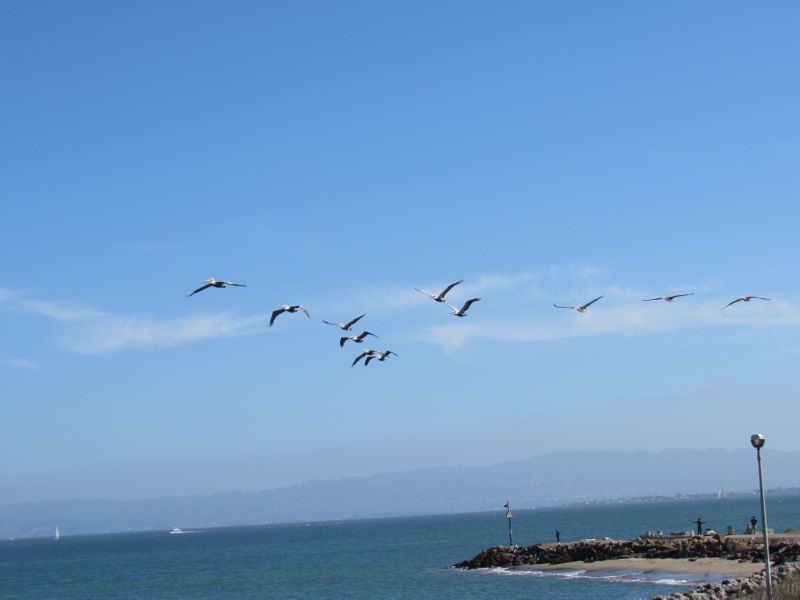 Pelican fly-by ..