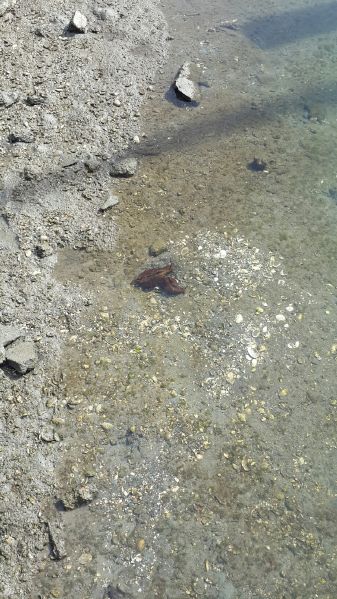 sea slugs.
