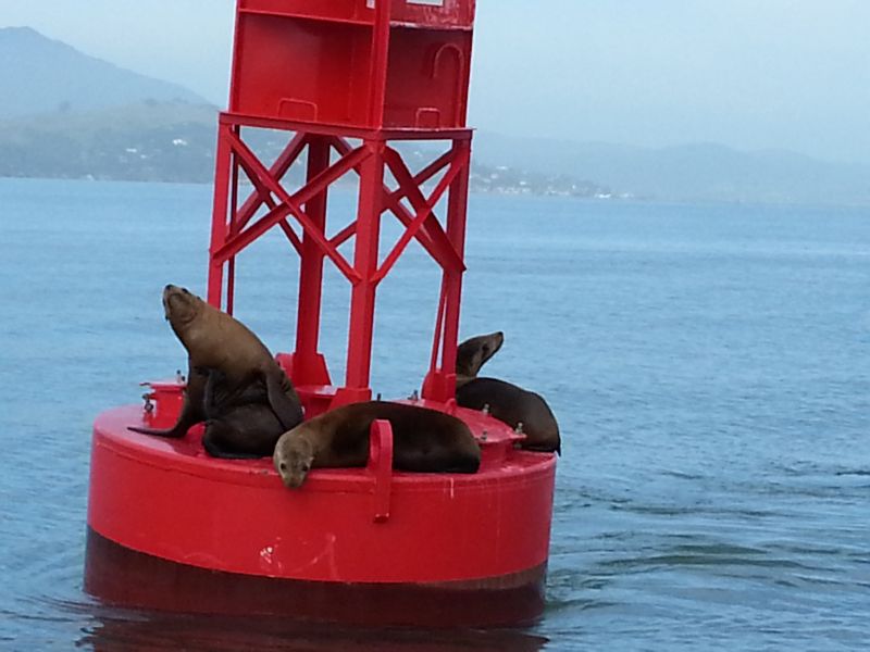 Harbor seals awake ...