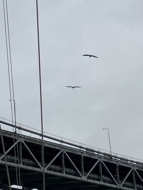 over Bay Bridge.