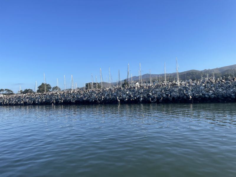 Masts in <br>inner harbor
