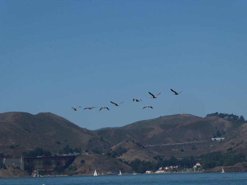 Pelican flyby towards ...